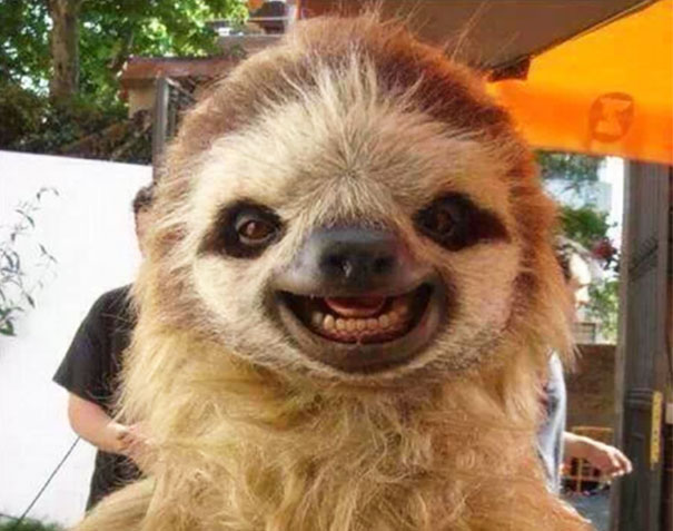 cute-smiling-animals-251