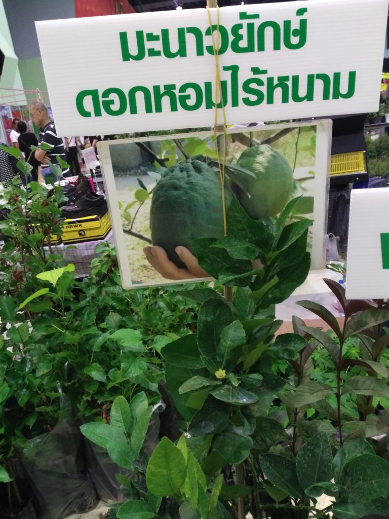 มะนาวยักษ์