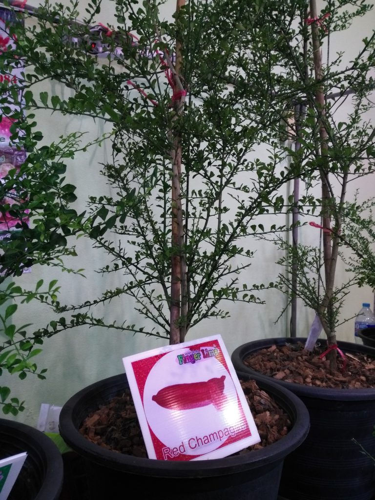 ME ONE garden