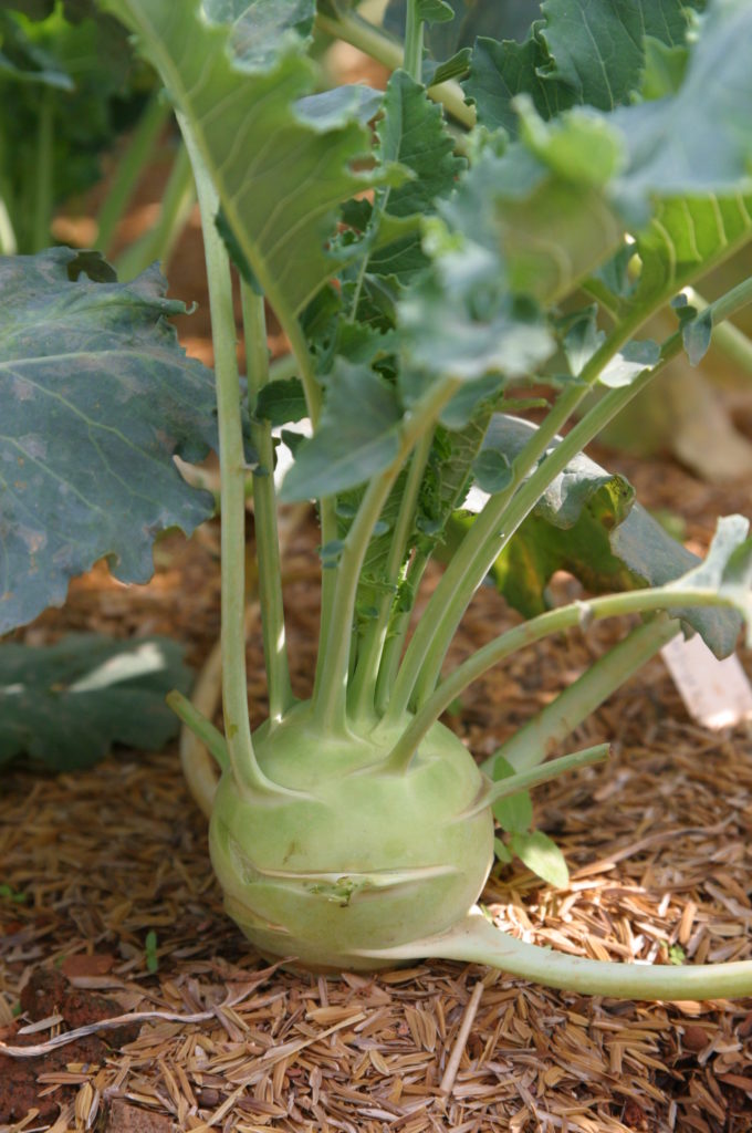 kohlrabi....1