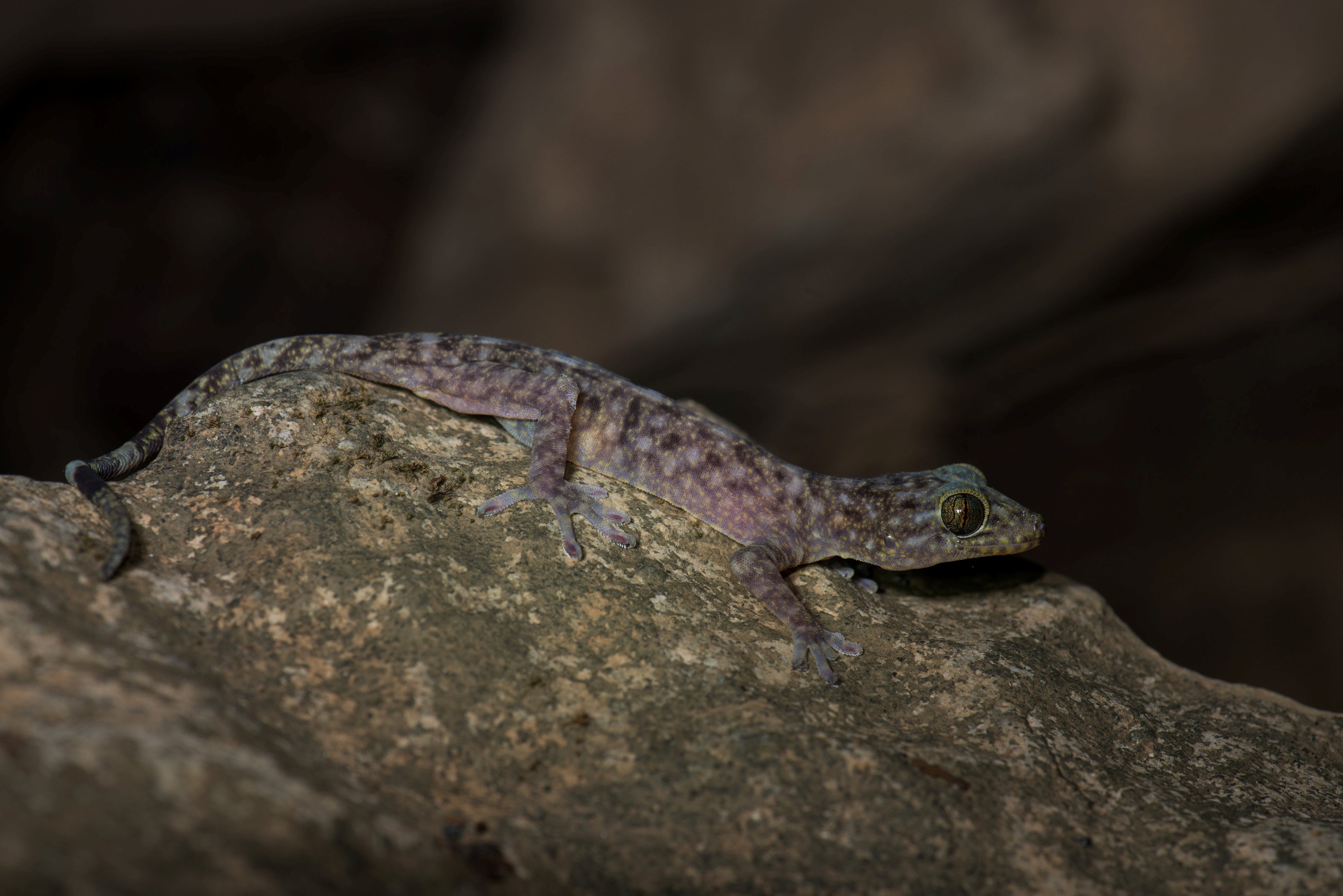 ตุ๊กแกบอนคอฟสกี้ 1 ใน 163 สปีชีส์ที่ค้นพบใหม่ / WWF/Thomas Calame/Handout via Reuters