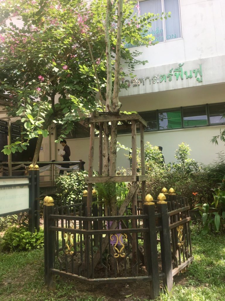ต้นศรีตรัง