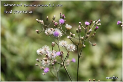 หญ้าดอกขาว ภาพจากอภัยภูเบศร