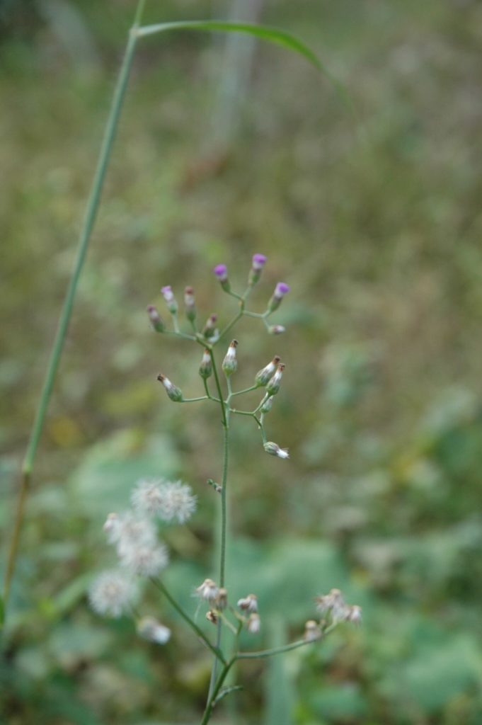 S__50946097