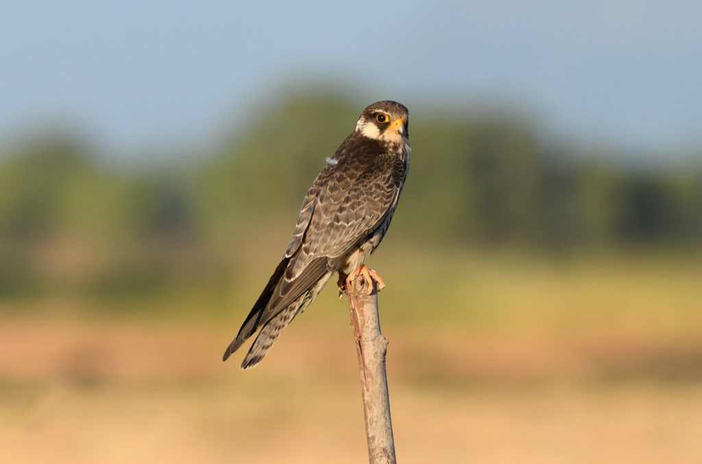 falcon amur_CKA5037