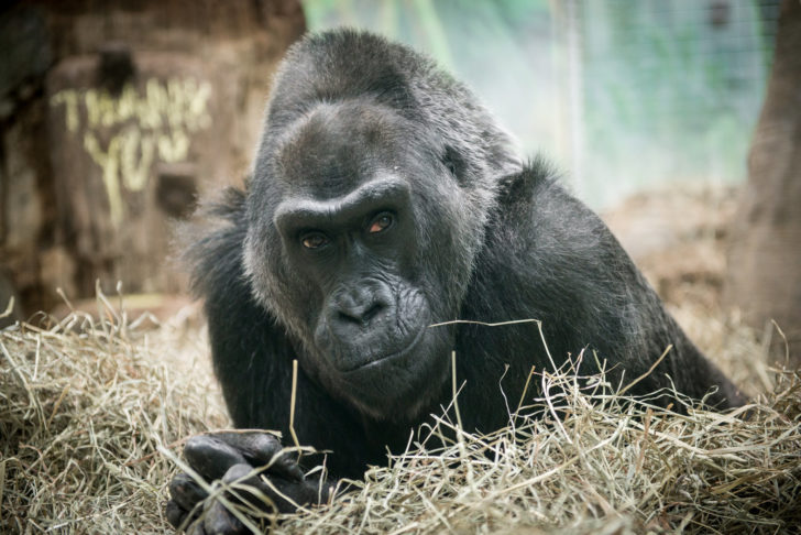 Colo, the oldest gorilla born in captivity, sits in straw at Columbus Zoo
