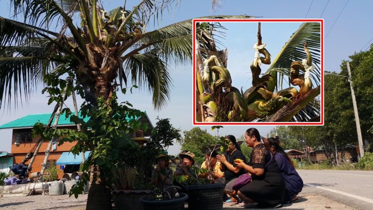 ยอดมะพร้าว พญานาค