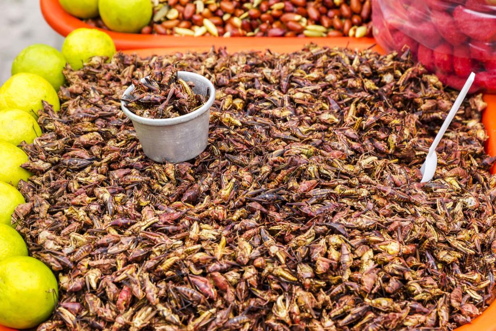 Chapulines เมนูเด็ดของเม็กซิกัน