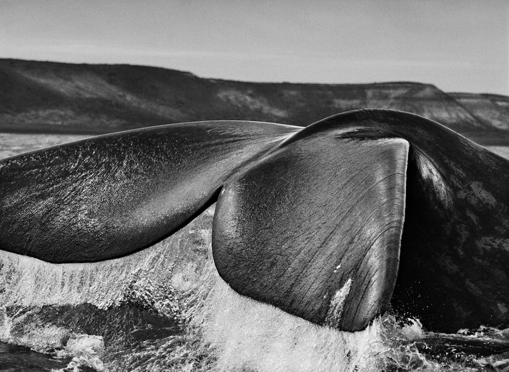SS042_Southern Right Whale
