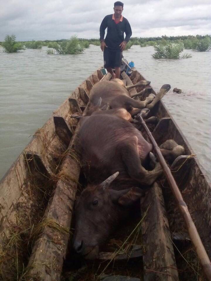 ควาย