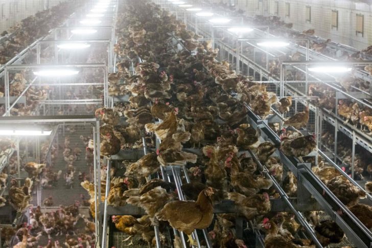 NETHERLANDS-ANIMALS-AGRICULTURE-HEALTH-BIRD-FLU