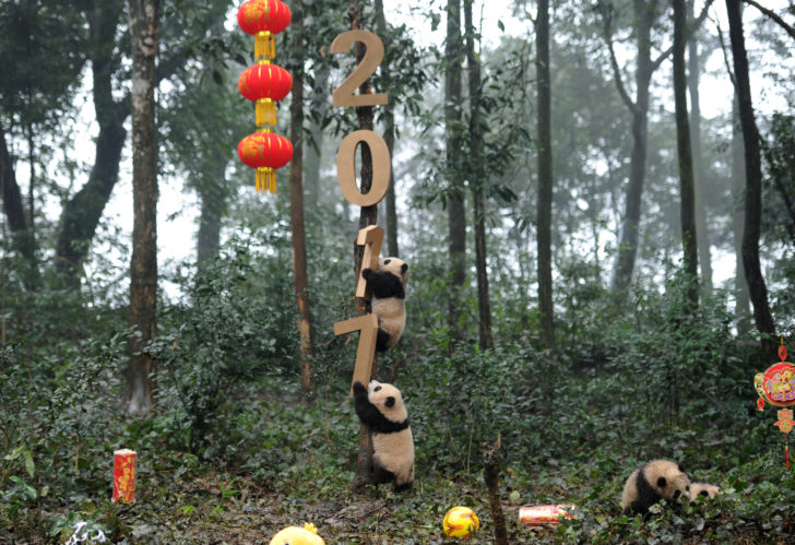 Giant panda cubs play with decorations during an event to celebrate China's Lunar New Year in a research base in Ya'an