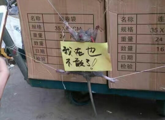 rat-tied-china (1)