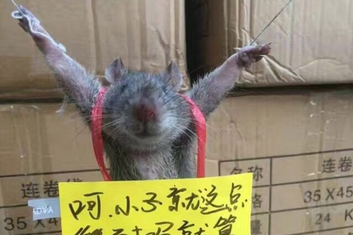 rat-tied-china