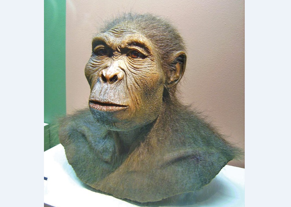 มนุษย์ โฮโม ฮาบิลิส จำลองลักษณะขึ้นมาใหม่ จัดแสดงอยู่ที่ พิพิธภัณฑ์โบราณคดีเวสฟาลิสเชส ประเทศเยอรมนี (ภาพ-Wikimedia Commons)