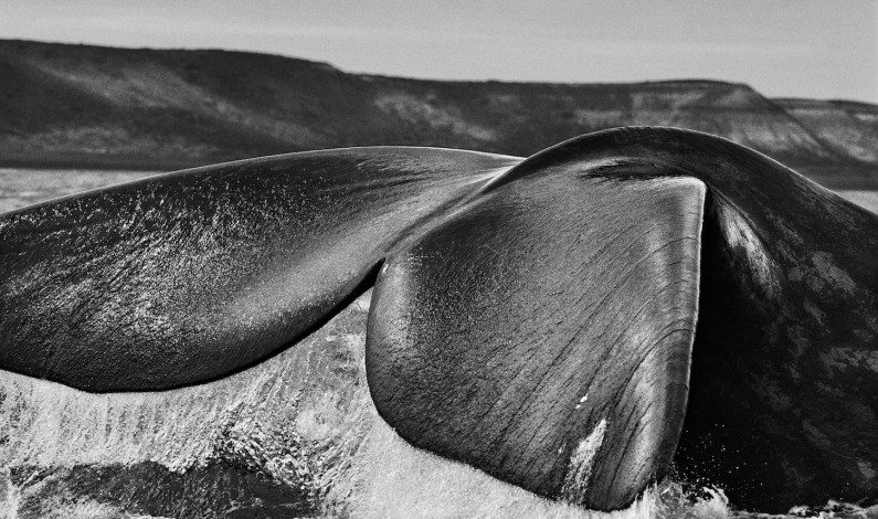 ภาพ Southern right whale