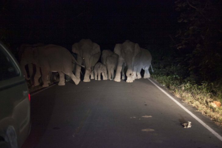new elephant