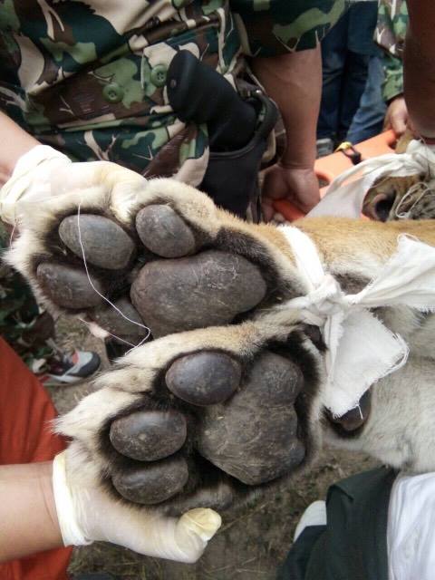 เสือ4