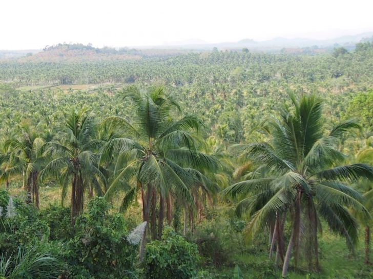 สวนมะพร้าว coconut