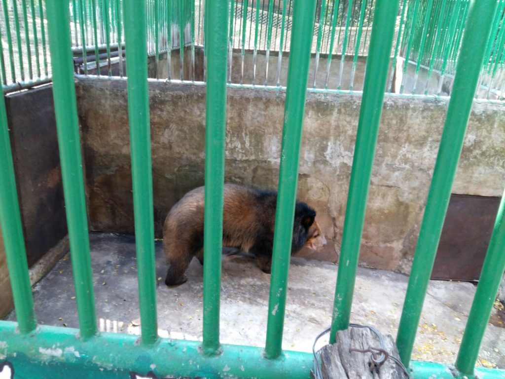 หมีควาย หมีป่า