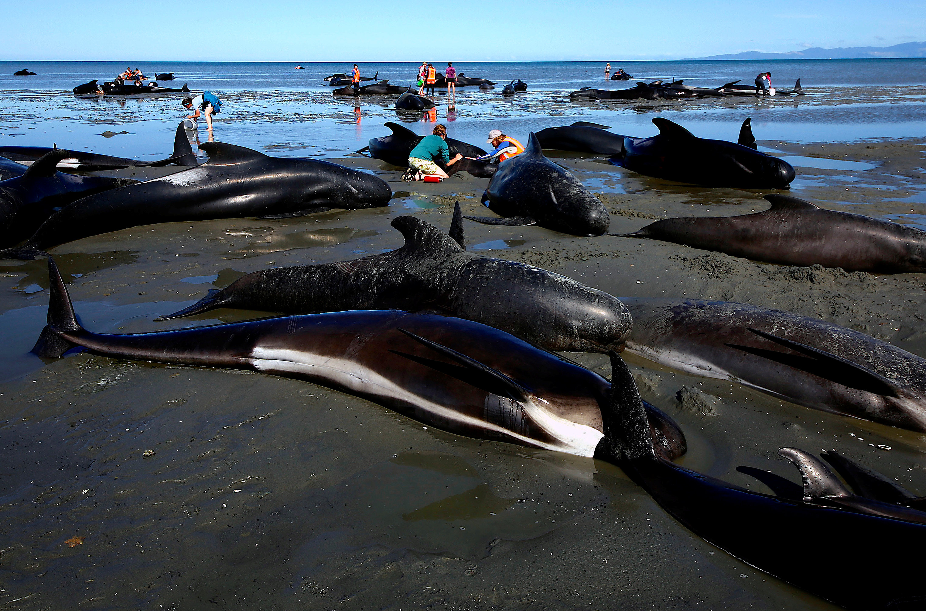 REUTERS/Anthony Phelps