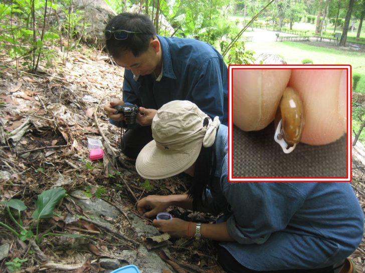 หอยแก้วน้อย