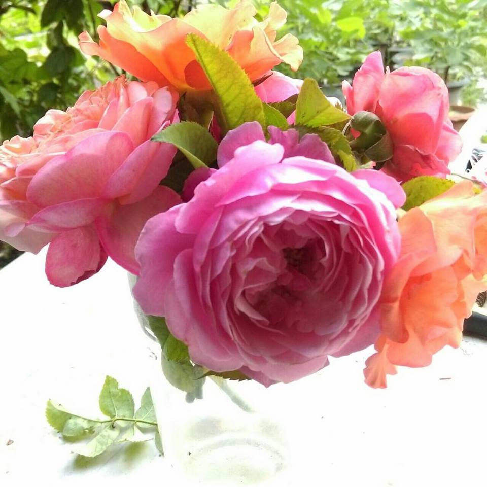 Rose 12