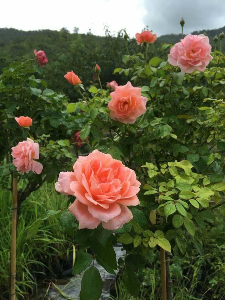 Rose 4