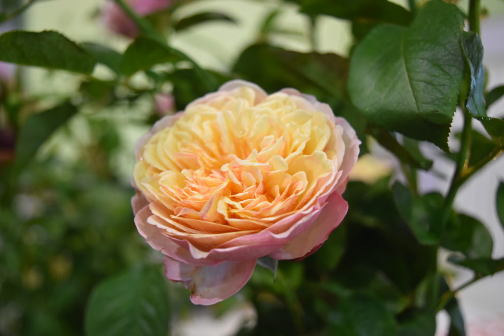 Rose 5