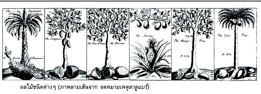 ภาพลายเส้นพืชพรรณและผลไม้ในบันทึกของลาลูแบร์ ไม่มี "มะละกอ" เพราะเพิ่งแพร่หลายมาสู่ดินแดนไทยในภายหลัง
