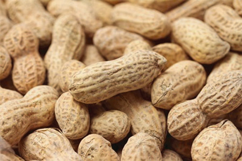 nut