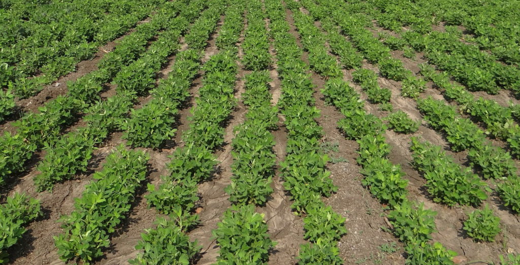 peanut-field-285951_1280