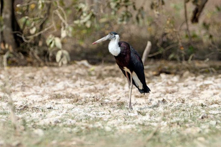 stork-wooly-necked-20170204_CKA9299
