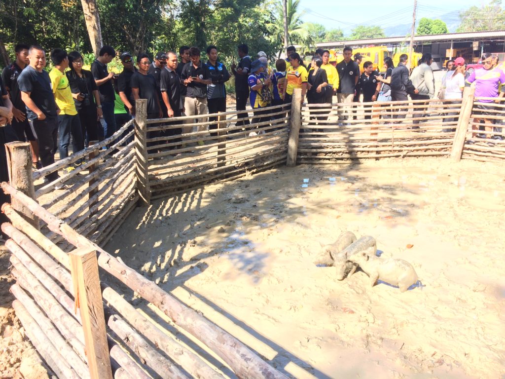 ภูเก็ต แข่งจับหมู1