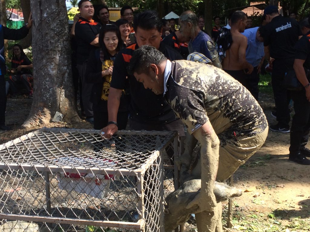 ภูเก็ต แข่งจับหมู5