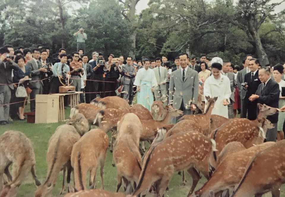 ในหลวงรัชกาลที่ 9 และสมเด็จพระนางเจ้าสิริกิติ์ พระบรมราชินีนาถ ทอดพระเนตรสวนโทบิฮิโนะ (สวนนารา) และพระราชทานอาหารให้กวาง 31 พฤษภาคม 2506