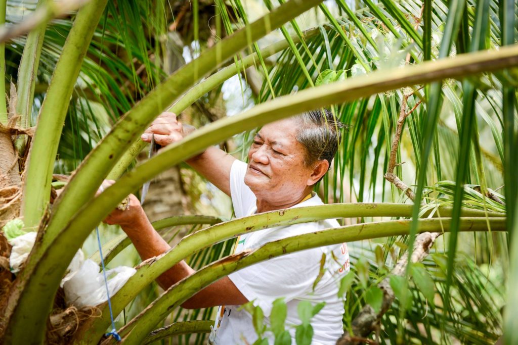 งสมชาย สมุทรทองคำ ชาวบ้านแถบคลองผีหลอก สมุทรสงคราม โชว์ลีลาปาดงวงมะพร้าวอย่างคล่องแคล่ว 