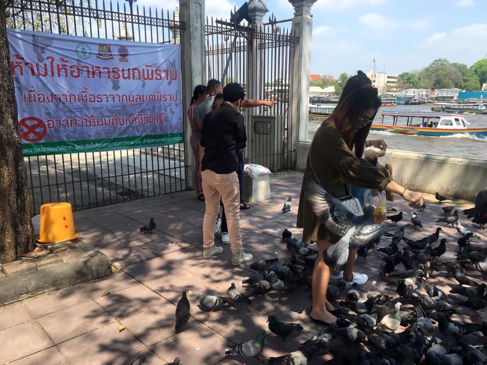 ให้อาหารนก พิราบ ทำบุญ