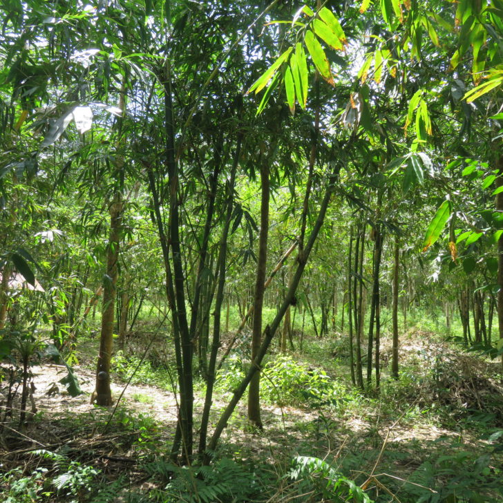 6.ไผ่แซมสวนยางในอดีต