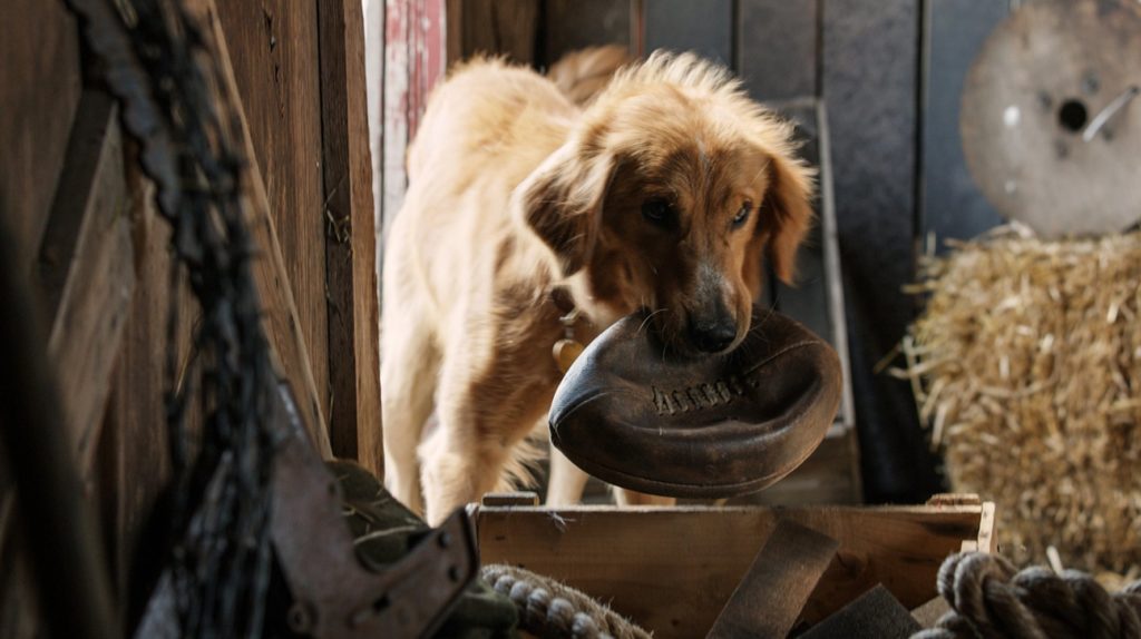 dog (3)