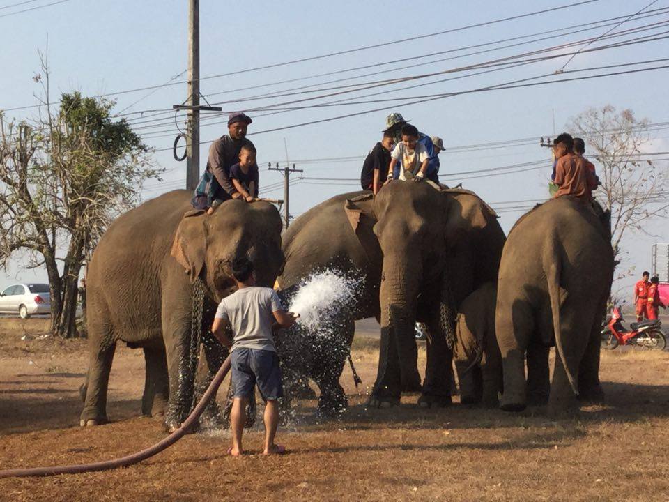 ช้างกลับบ้าน03