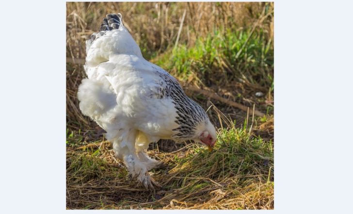 ไก่ยักษ์