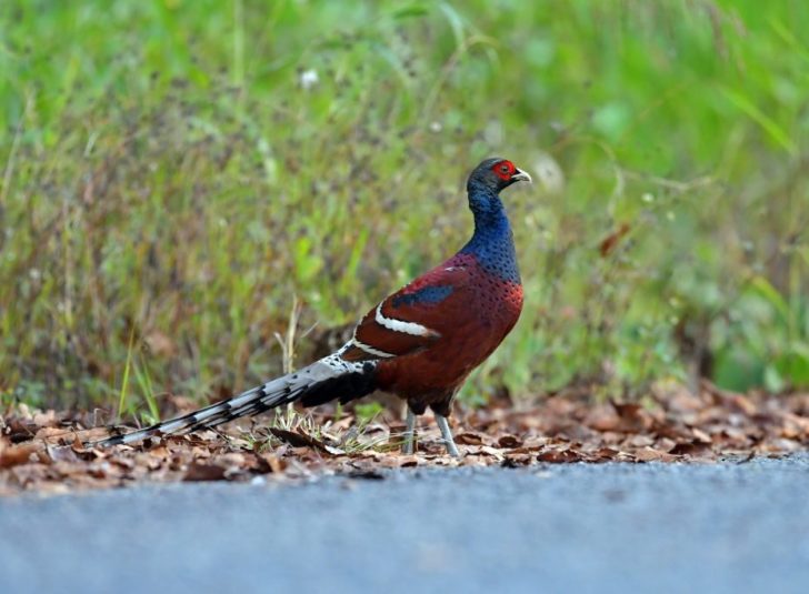 Pheasant-humes-201612-dsj-CKA_1322