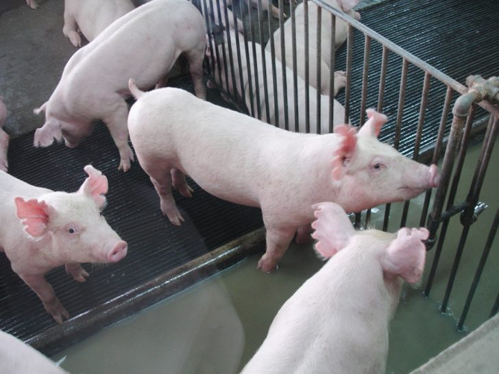 Pig2