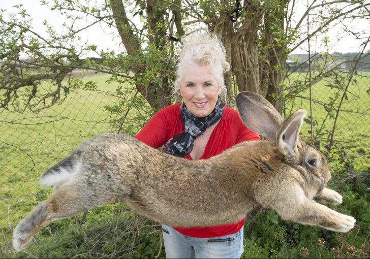 rabbit