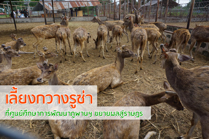 กวางรูซ่า