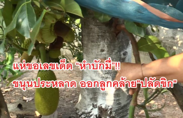 ขนุนประหลาด