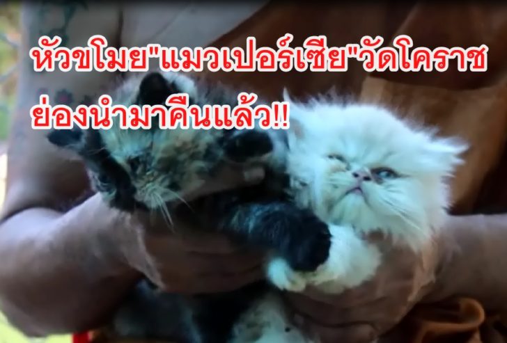 แมวเปอร์เซีย