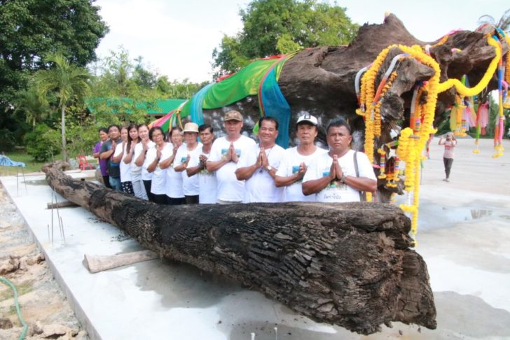 ตะเคียนยักษ์-โคราช