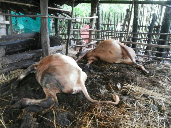 220560_ฟาผาววตาย_1